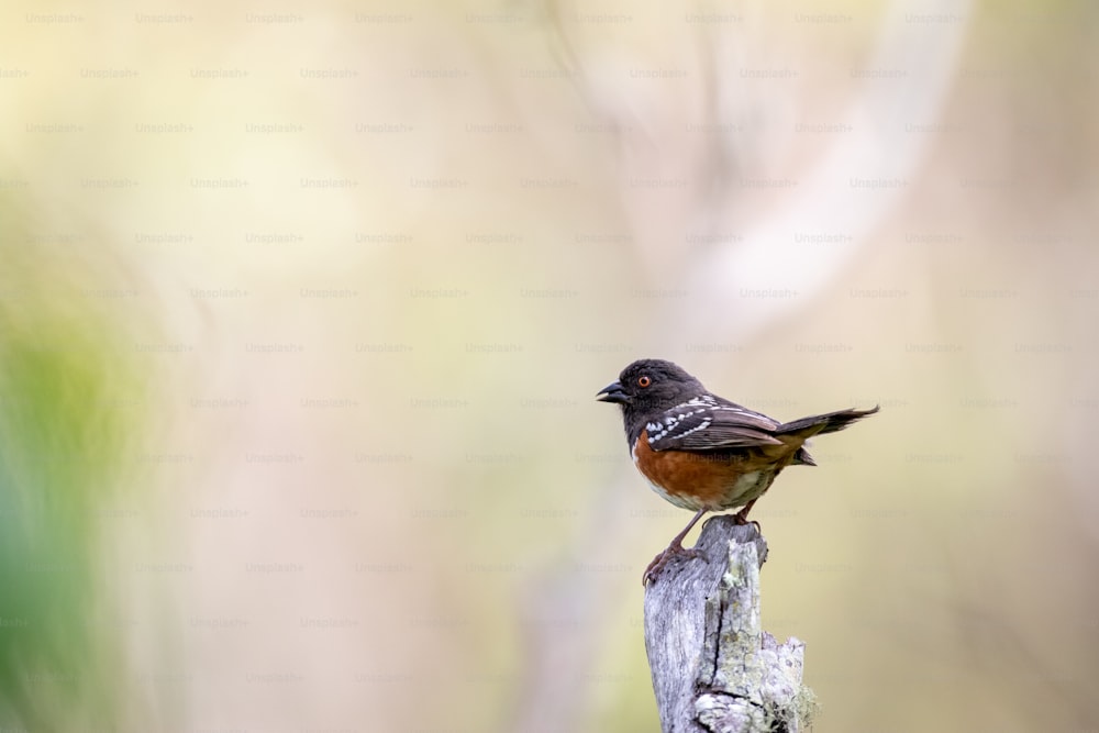 un piccolo uccello appollaiato su un pezzo di legno