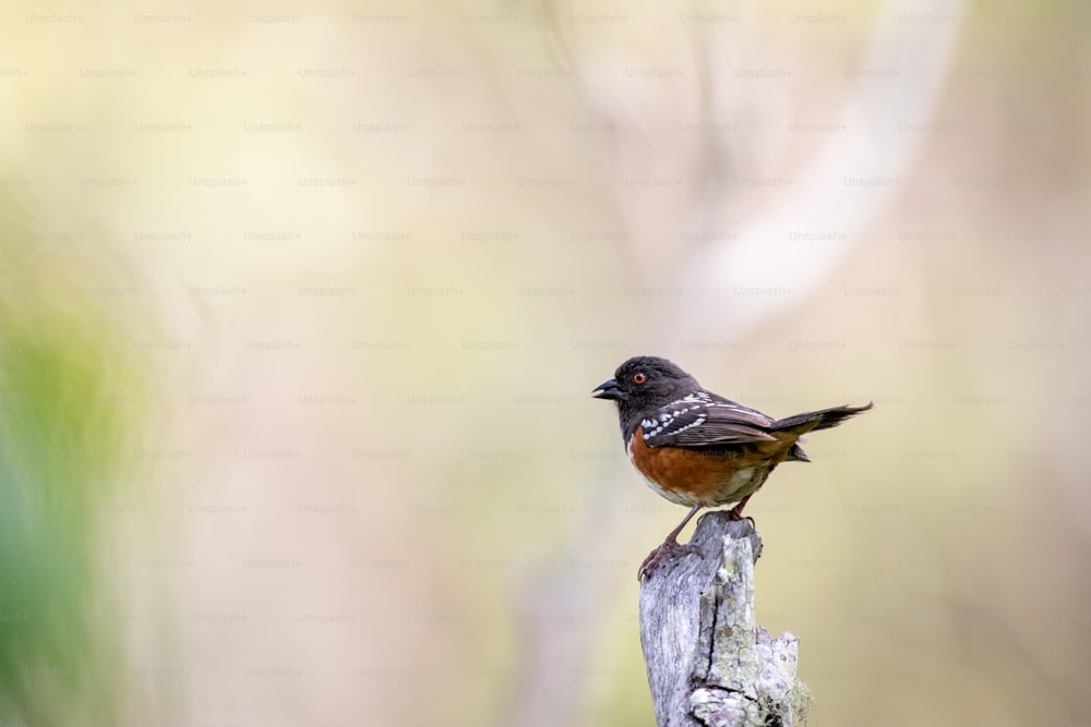 a small bird perched on a piece of wood