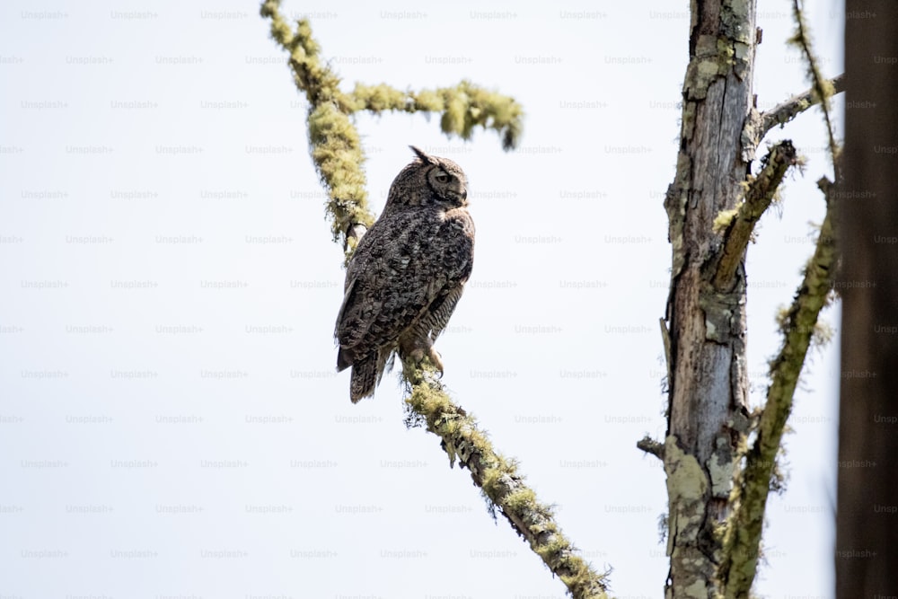 an owl is perched on a tree branch