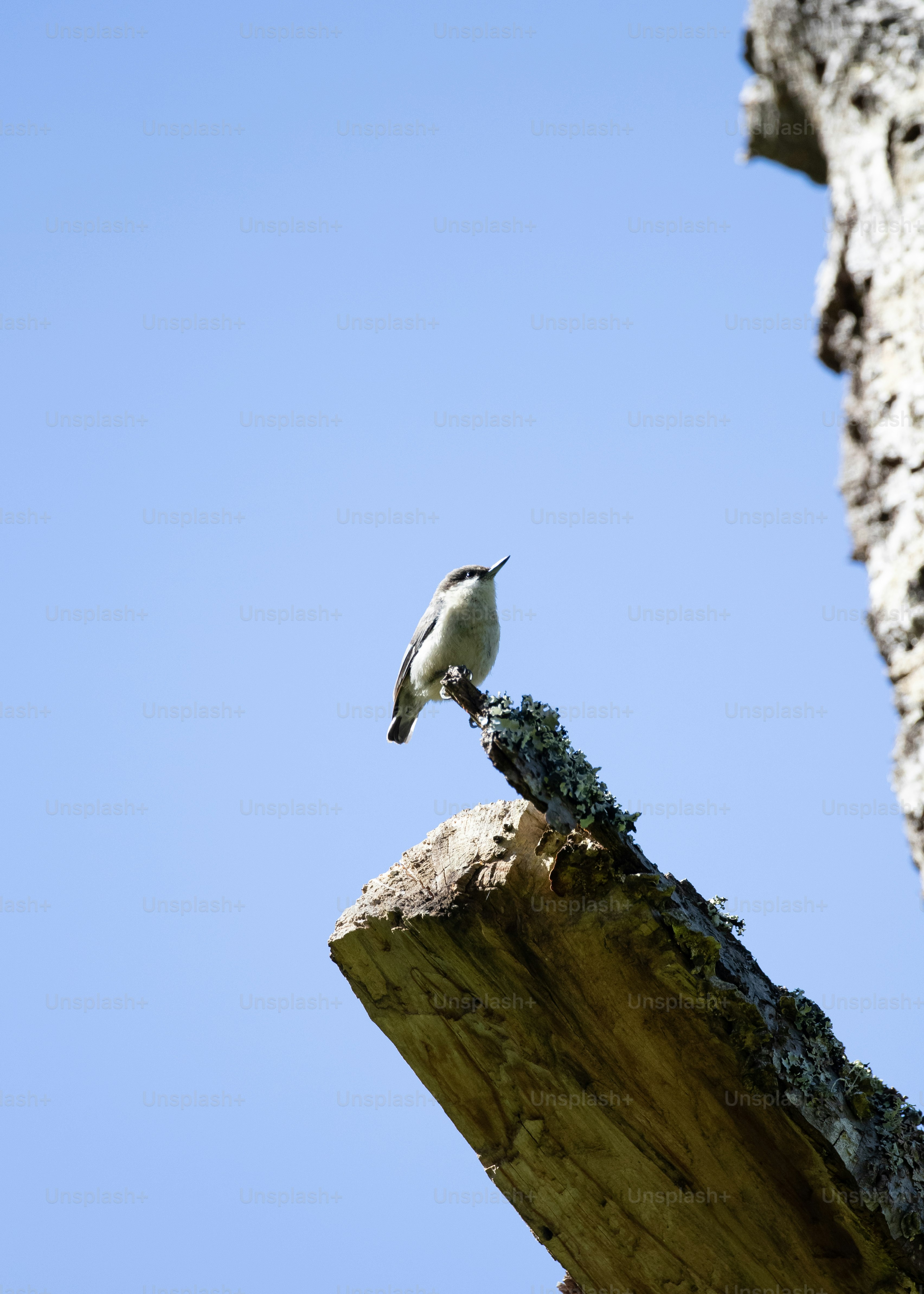 a small bird perched on a piece of wood