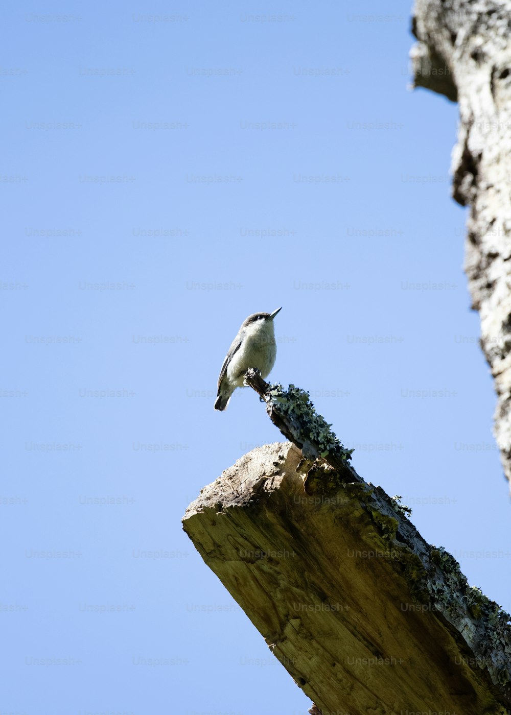um pequeno pássaro empoleirado em um pedaço de madeira