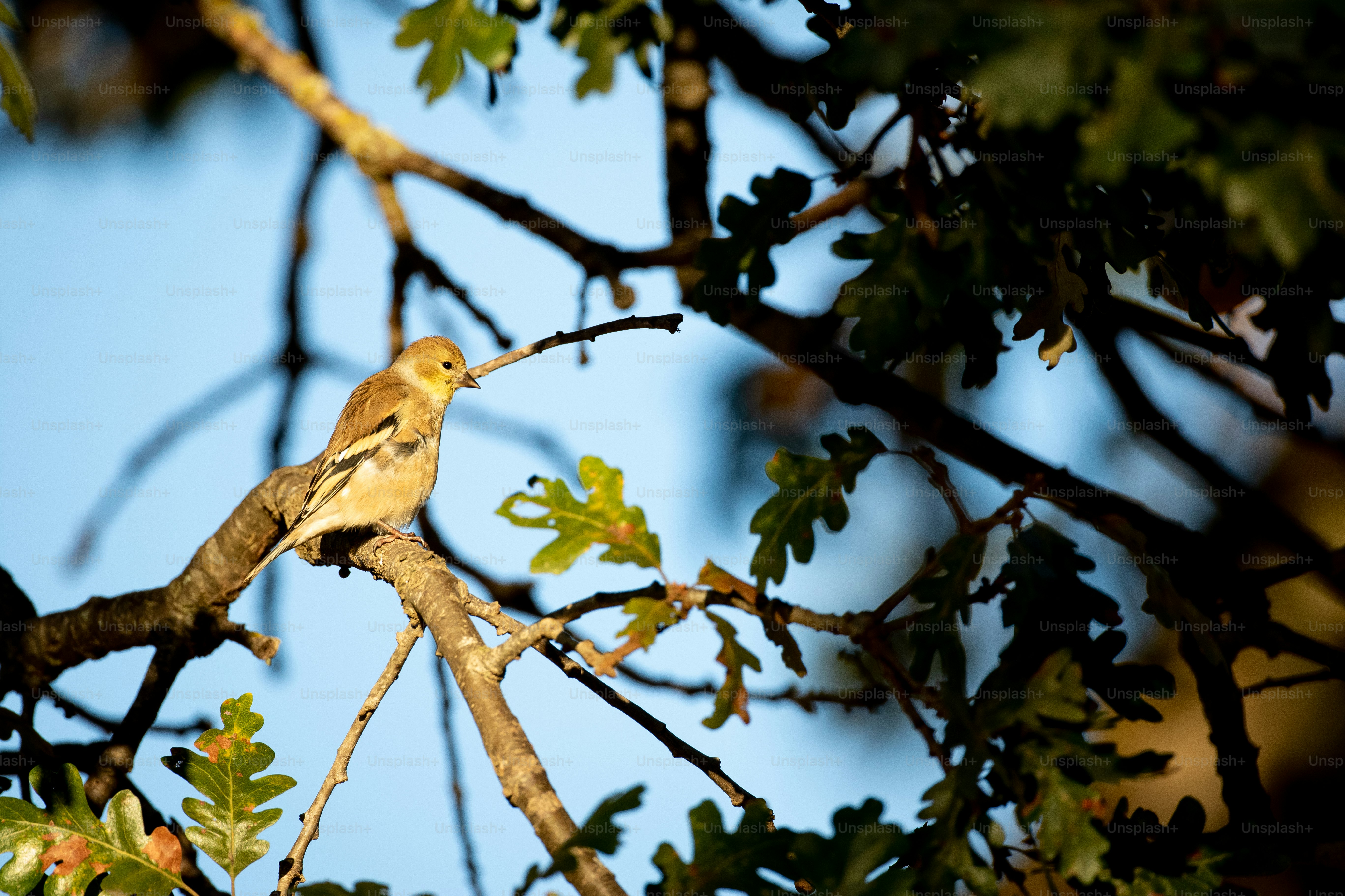 a bird sitting on a branch of a tree