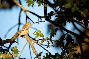Ein Vogel sitzt auf einem Ast eines Baumes