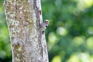 a small bird perched on the side of a tree