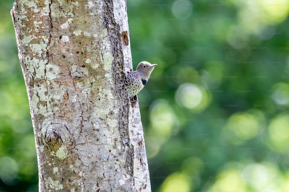a small bird perched on the side of a tree