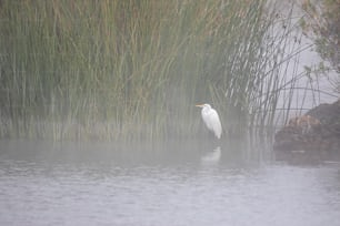 a white bird is standing in the water