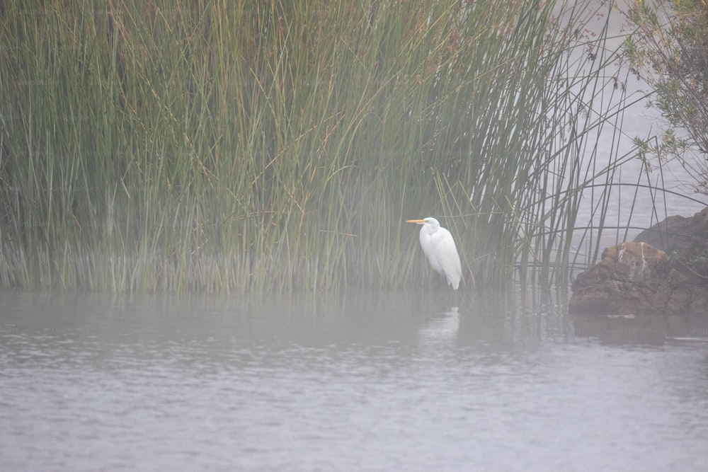 Ein weißer Vogel steht im Wasser