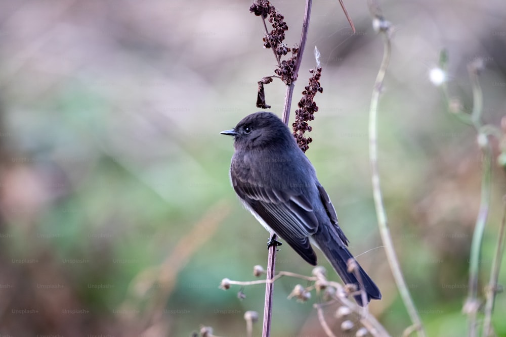 un piccolo uccello nero seduto sulla cima di una pianta