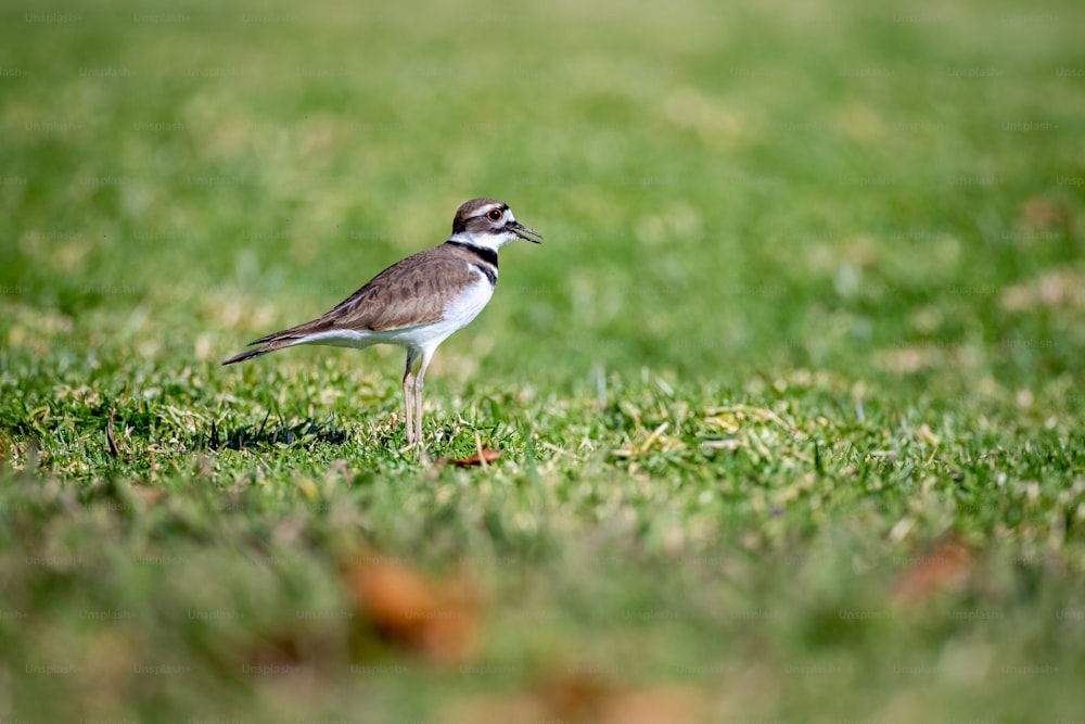 a small bird standing on top of a lush green field