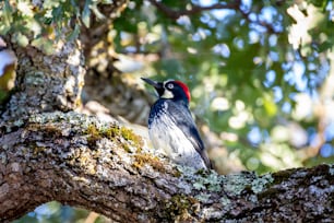 Un pájaro con la cabeza roja sentado en la rama de un árbol