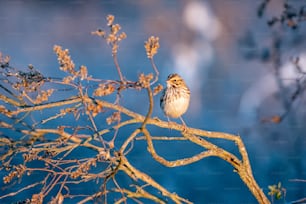 a small bird perched on top of a tree branch