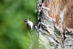 a bird is perched on the side of a tree