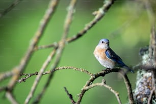 Ein kleiner blauer Vogel, der auf einem Ast sitzt