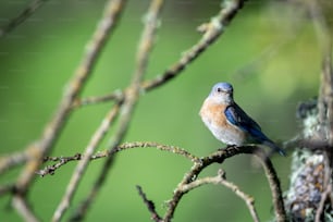 a small blue bird perched on a tree branch