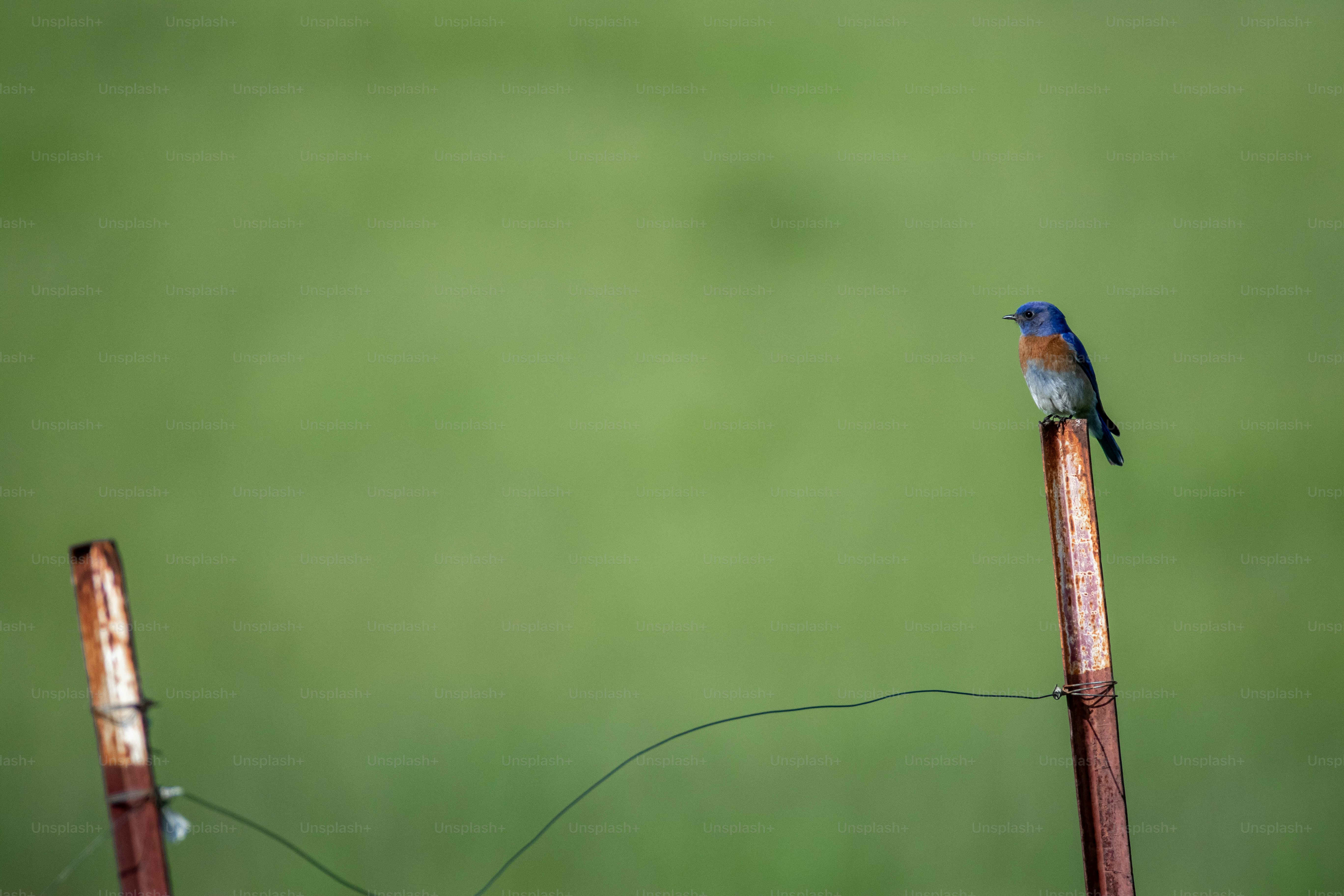 a small bird sitting on top of a wooden pole