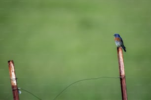 un petit oiseau assis au sommet d’un poteau en bois