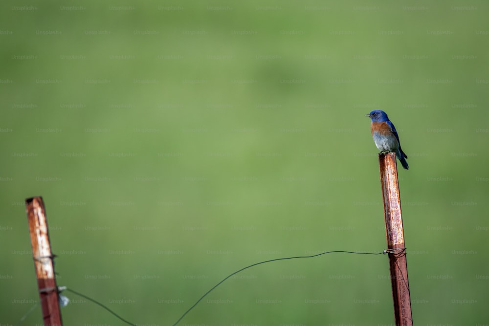 Ein kleiner Vogel, der auf einer Holzstange sitzt