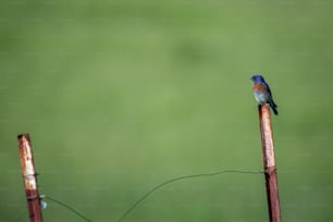 un piccolo uccello seduto sulla cima di un palo di legno