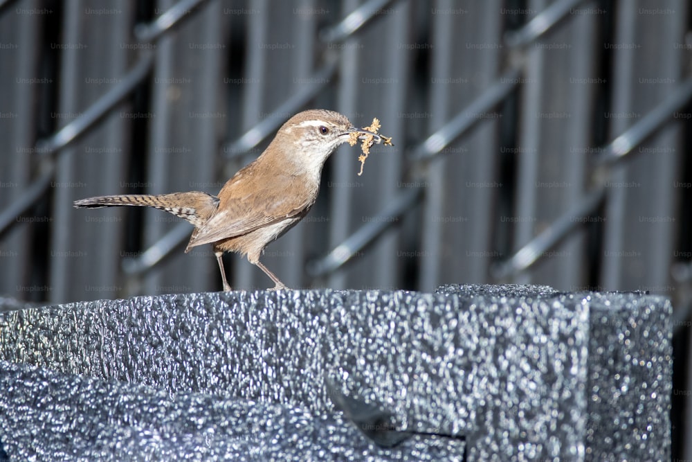 Un pequeño pájaro marrón comiendo un pedazo de comida