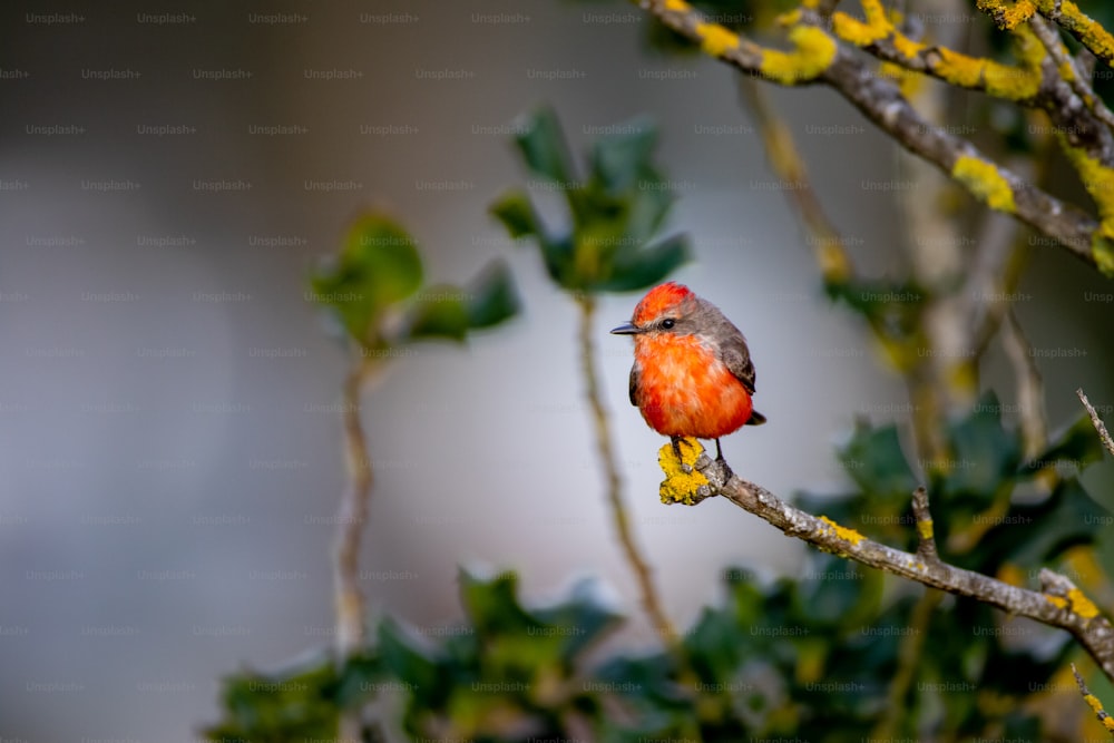 Un piccolo uccello appollaiato su un ramo d'albero