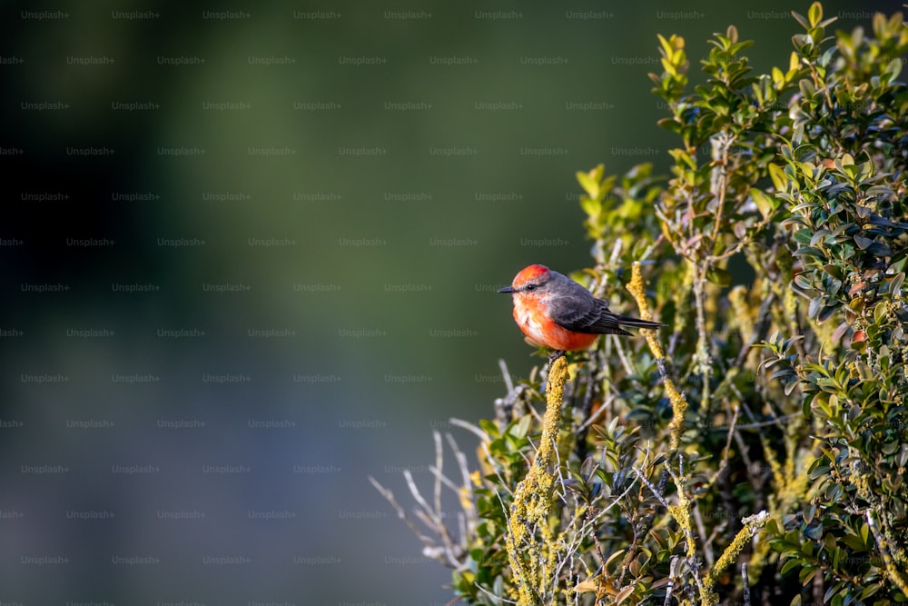 Un piccolo uccello appollaiato sulla cima di un albero