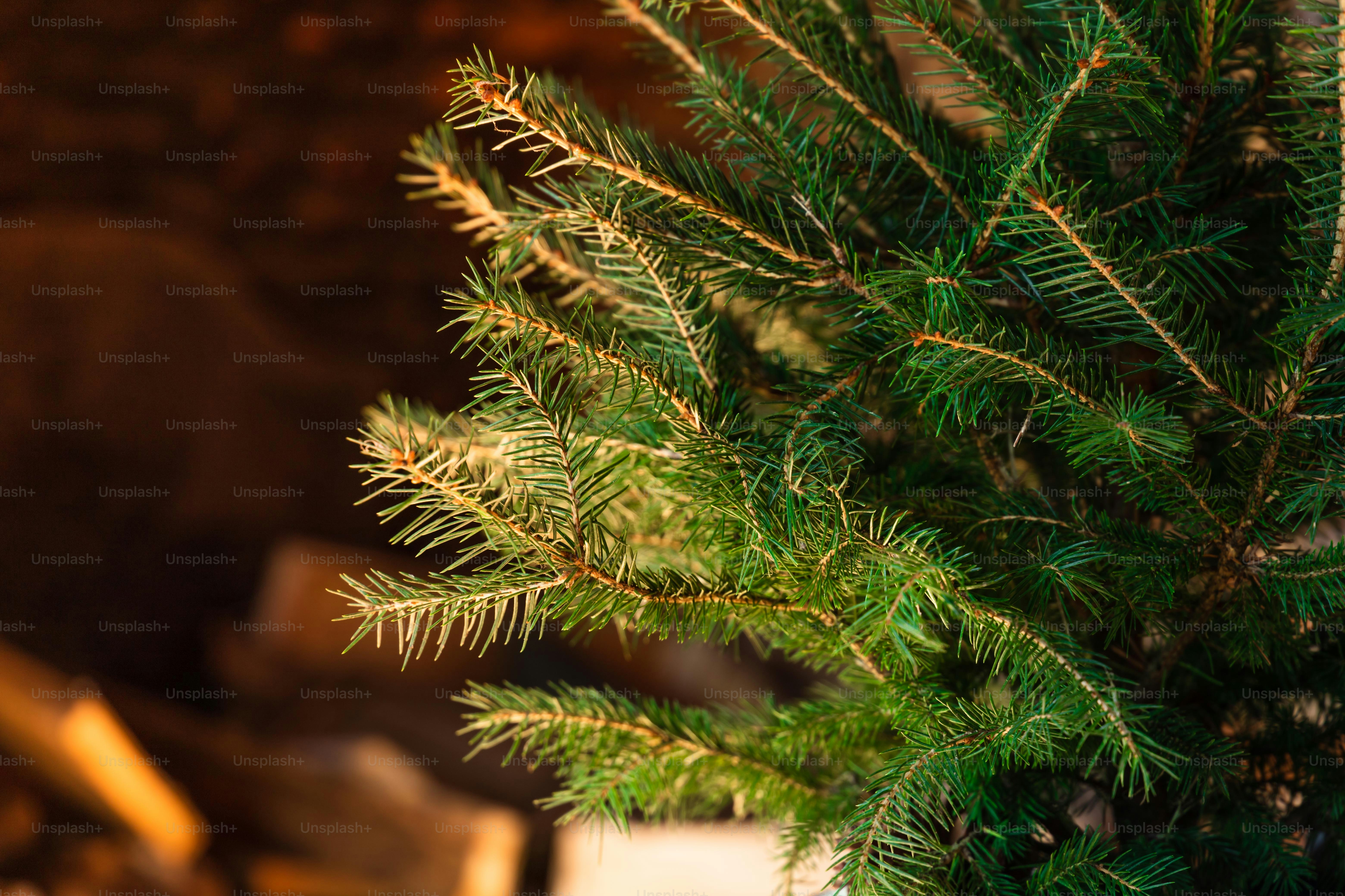 Gros plan d’un pin avec un arrière-plan flou