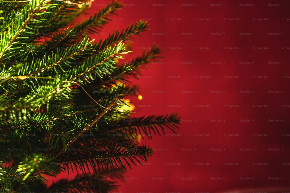 a close up of a pine tree with a red background
