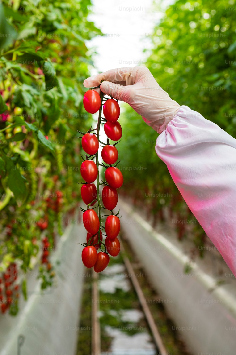 Una mano sosteniendo un racimo de tomates en un invernadero