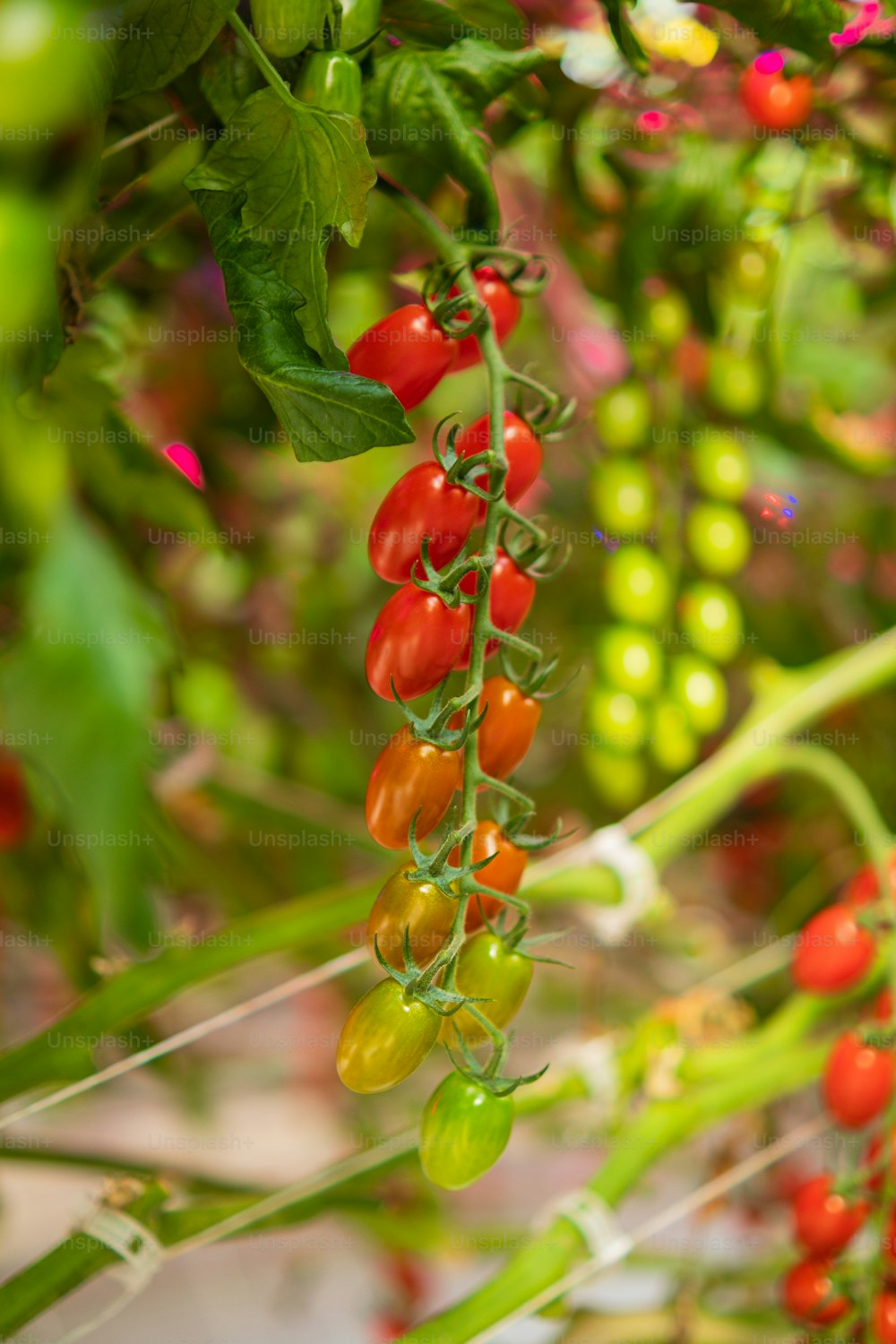 a bunch of red and green tomatoes hanging from a plant