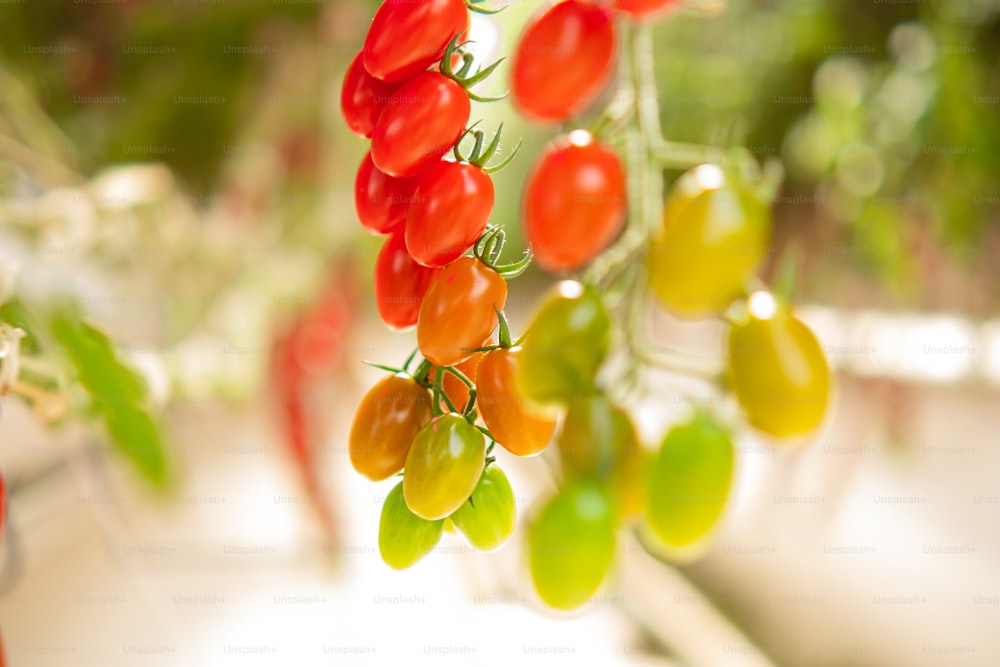 a bunch of tomatoes hanging from a vine