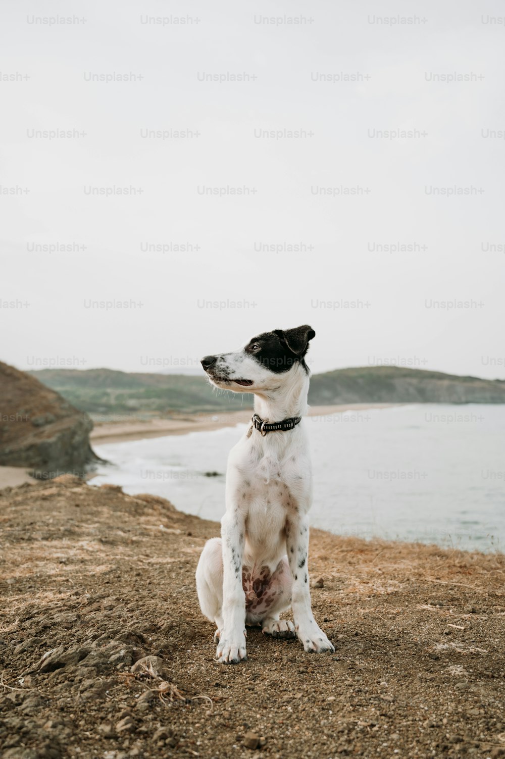um cão preto e branco sentado no topo de uma colina