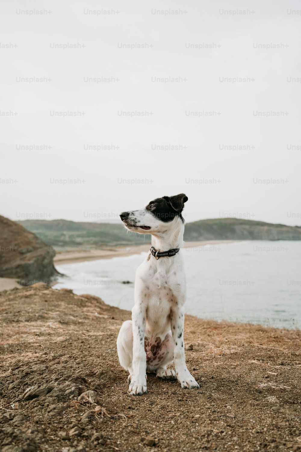 a black and white dog sitting on top of a hill