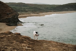 um cachorro em pé no topo de uma praia de areia ao lado do oceano