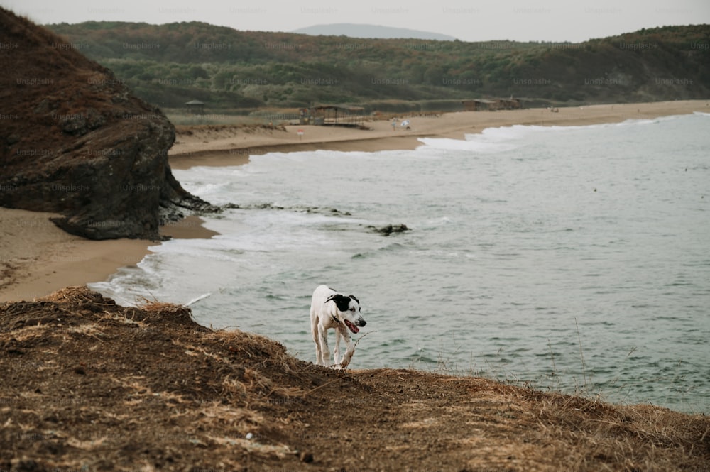 a dog standing on top of a sandy beach next to the ocean