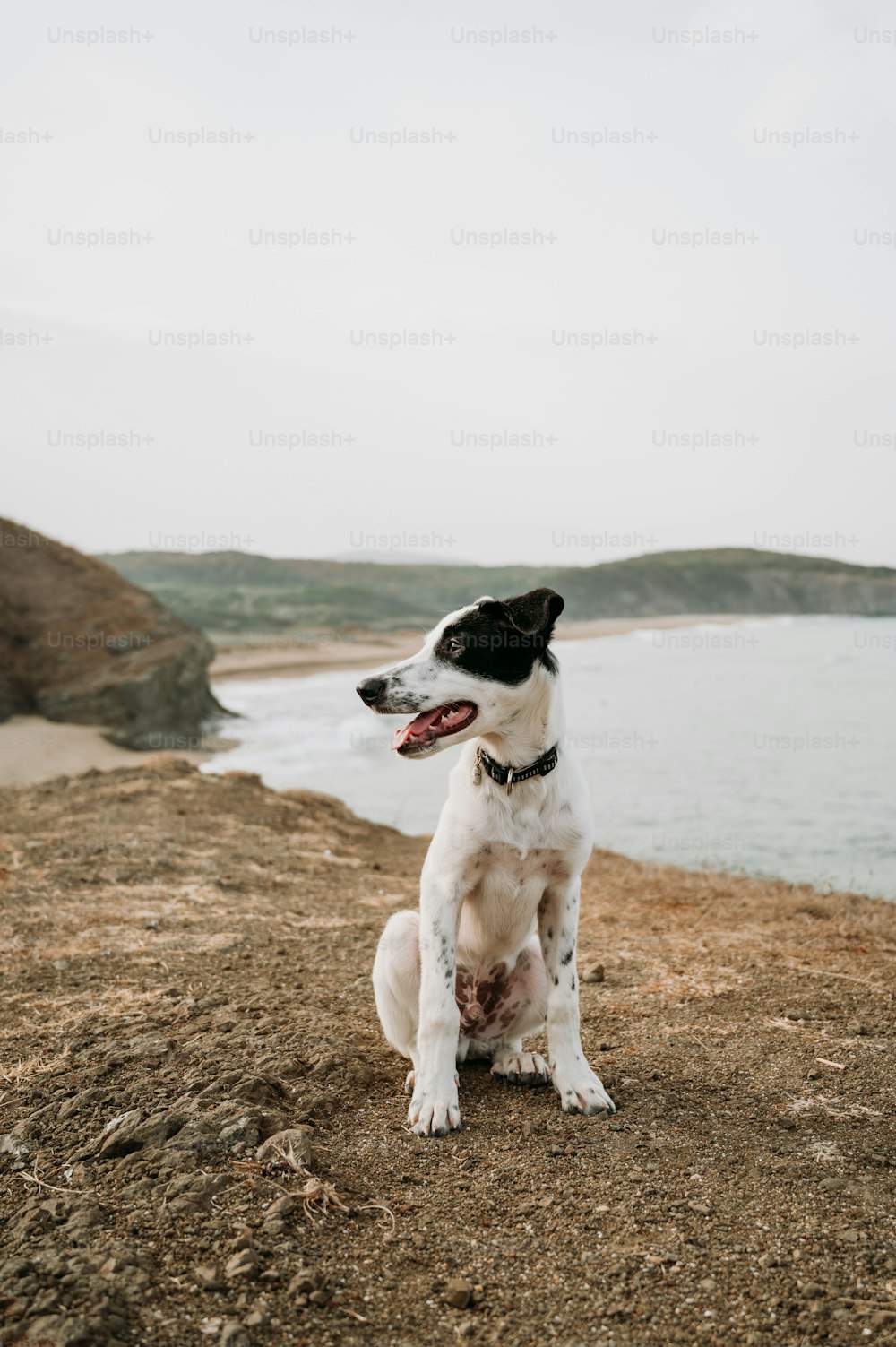 Ein weißer und schwarzer Hund, der auf einem Sandstrand sitzt
