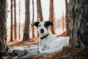 Un perro blanco y negro acostado sobre una manta en el bosque