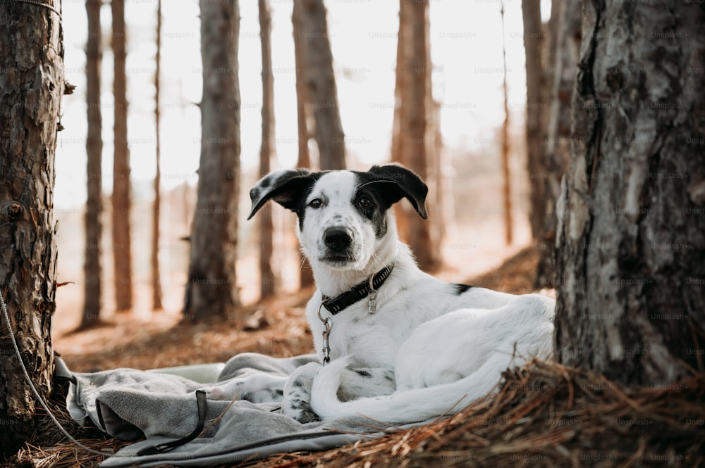 a black and white dog laying on a blanket in the woods