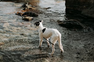 Un perro blanco y negro parado en el agua