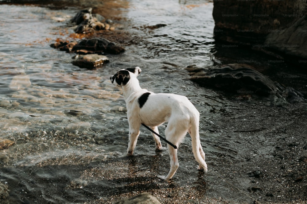 a white and black dog standing in the water