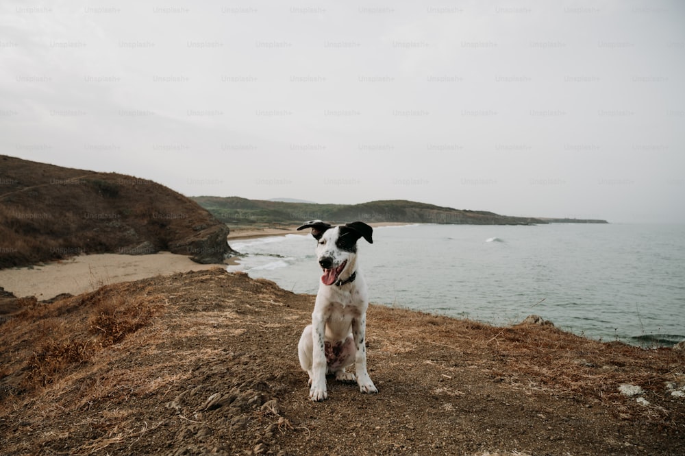 Un cane bianco e nero seduto sulla cima di una collina vicino all'oceano