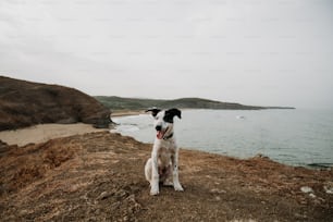 a black and white dog sitting on top of a hill next to the ocean