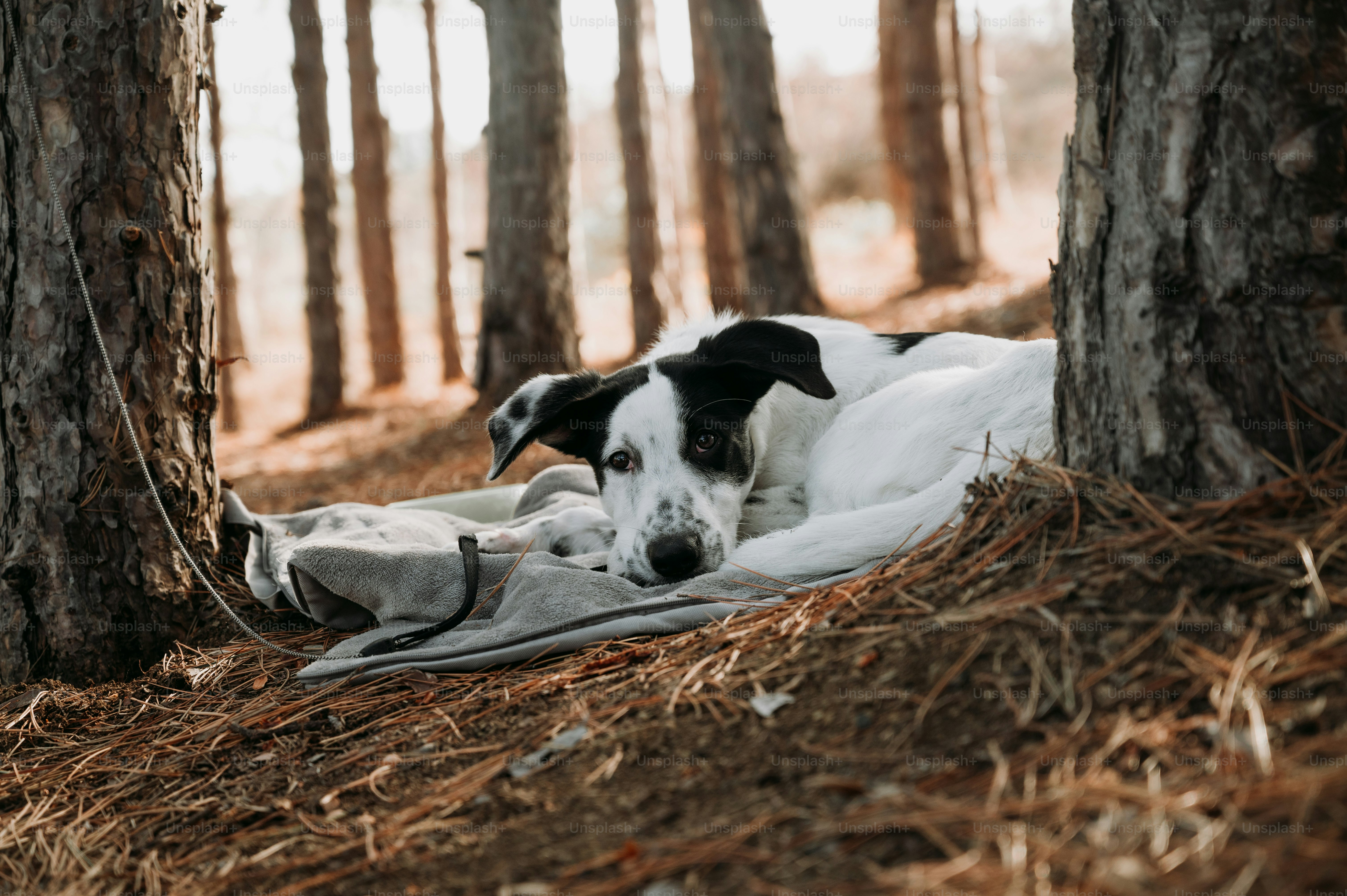 a black and white dog laying on a blanket in the woods