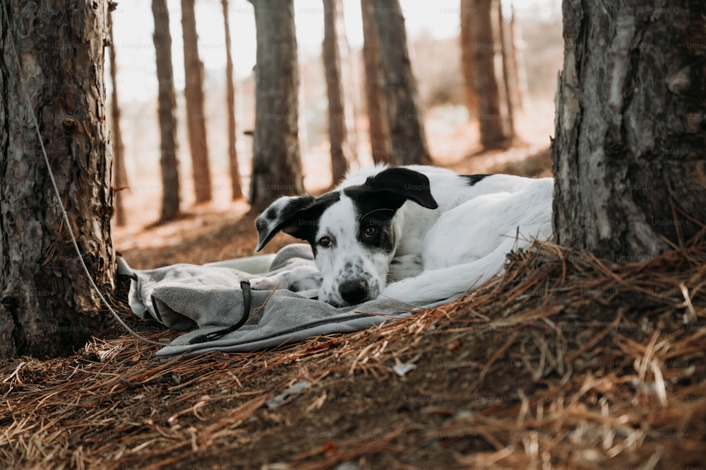 a black and white dog laying on a blanket in the woods