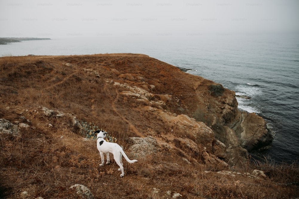 a white dog standing on top of a hill next to the ocean