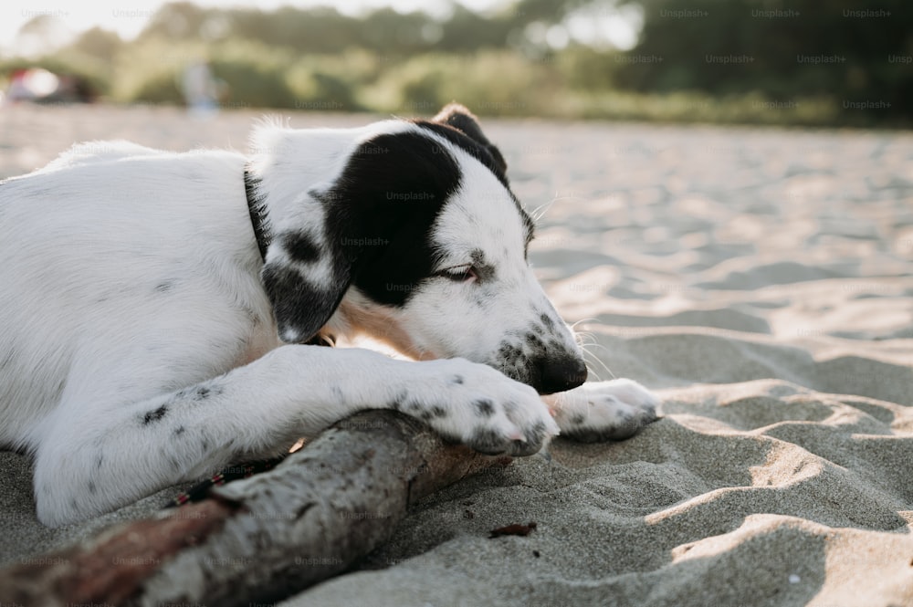 Un cane bianco e nero che giace sulla cima di una spiaggia sabbiosa