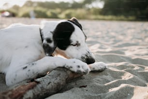 um cão preto e branco deitado em cima de uma praia de areia