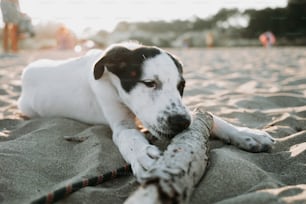 um cão preto e branco deitado em cima de uma praia de areia