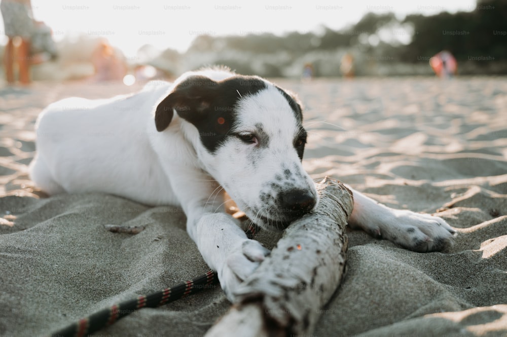 a black and white dog laying on top of a sandy beach