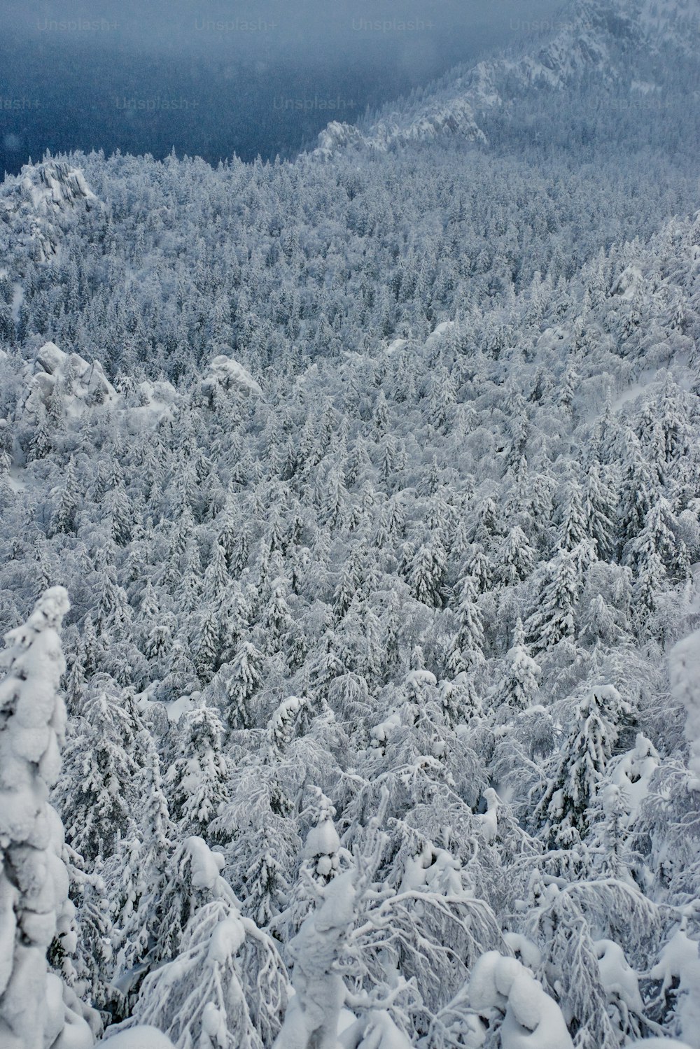 Ein Blick auf einen schneebedeckten Wald aus dem Flugzeug