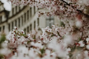 a tree filled with lots of white flowers